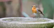 Natural Stone in Birdbath Attracts Robins and Other Garden Birds