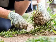Natural Weed Killer Burns Weeds to a Crisp Faster on Hot Days