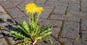 Natural Weed Killer with Lemon Juice and Salt Ends Back-Breaking Weeding