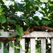 Neighbour's Tree Branches and Roots: Your Legal Rights Explained