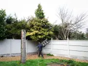 Neighbour's Tree Overhang: Your Rights to Cut and Hidden Risks