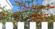 Neighbour's Tree Overhanging Your Garden? Expert Explains Your Rights