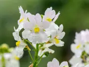 Nemesia 'Wisley Vanilla' Plant Offers Beautiful Blooms and Sweet Scent