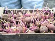 Never Throw Away Old Potatoes: They Have a Vital Garden Purpose