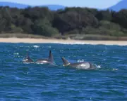 New South Wales Launches First Dolphin Census to Protect Marine Life