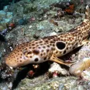 New Walking Shark Species Discovered in Papua New Guinea Faces Extinction
