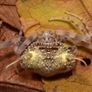 New 'Zombie Fungus' Spider Discovered in Amazon Rainforest