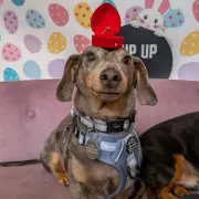 Newcastle Bar Hosts Pup Up Cafe Summer Party for Dogs
