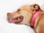 Nine Signs Your Dog May Have Heatstroke and What to Do