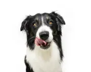 Nipple Cream, Marbles, and Plumber's Tape: Dogs' Weirdest Eats