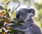 NSW Great Koala National Park to Proceed via Carbon Credit Deal