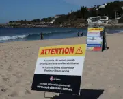 Ocean Swimmer Reflects on Shark Attack Risk at Coogee Beach
