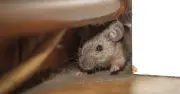 Ole & Steen Fined £34,847 Over Mouse Infestation at London Store