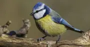 One Everyday Item That Attracts Birds to Your Garden Without Seeds