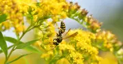 One Household Item Keeps Wasps Away From Gardens This Summer