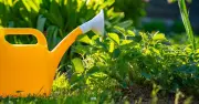 Only Way to Water Plants Correctly During UK Heatwave Revealed