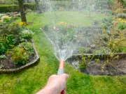 Only Way to Water Plants During Hot Weather Explained by Expert