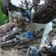 Osprey Swallows Fishing Hook on Live Webcam, Sparking Concern