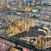 Over 400 Cats Rescued From Meat Trade in Vietnam Raid