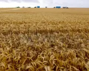 Paraquat to Remain Legal in Australia Despite Parkinson's Fears