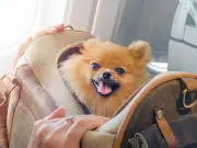 Passengers Fume After Dog Owner Lets Pet Sit on Plane Tray Table
