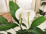 Peace Lilies Bloom All Summer With Three Simple Care Steps