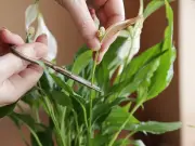 Peace Lilies Bloom with Coffee Grounds: Kitchen Scrap Secret
