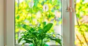 Peace Lilies: Crucial June Task for Bigger Flowers Revealed by Expert