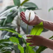 Peace Lilies Thrive With This One Kitchen Scrap: Coffee Grounds