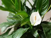 Peace Lily Bloom Boost: Use Coffee Grounds for Better Growth