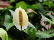 Peace Lily Blooming Tip: One Task for Year-Round Flowers