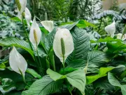 Peace Lily Summer Care: 3 Jobs for Continuous Blooms