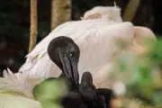 Pelican Chicks Hatch in London Park for First Time in 360 Years