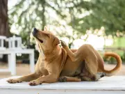 Pet Owners Snap Up Free Flea Treatment: Easy to Use Without Any Issues