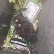 Petrified Kitten Dumped in Dustbin Behind Oldham Restaurant