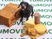 Picnic Treats Harm Dogs: Calorie Overload and Health Risks Revealed