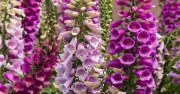 Plant Foxgloves Now for Stunning June and July Garden Display