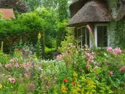 Plant Foxgloves to Attract Bees All Summer, Experts Urge UK Gardeners