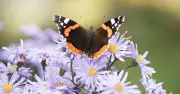 Plant This One Flower Before End of June to Attract Butterflies to UK Gardens