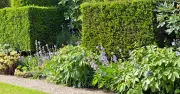 Planting for Privacy: Expert Tips to Screen Your Garden This Summer