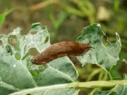 Plants to Sow to Keep Slugs Out of Your Garden All Summer