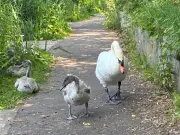 Police Investigate After Swan Killed by Car in Salford Beauty Spot