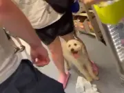 Police probe B&M row after dog allegedly left in van during 34C heat