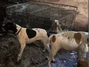 Pontypool woman sentenced for 41 dogs suffering in horrific conditions