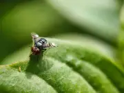 Pour Boiling Water Down Drain to Kill Fruit Flies, Experts Say
