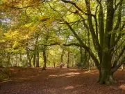 Pretty National Trust Walk Near Liverpool Offers Scenic Views and Cake