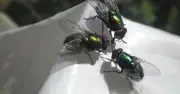 Protect garden from flies during 40C heat surge using two common kitchen ingredients