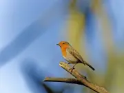 Protect Robins in Your Garden This Winter with These Tips