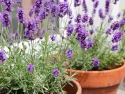 Prune These 9 Plants in July for a Flourishing Garden, Experts Say