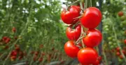 Prune Tomatoes in June for Bigger, More Flavourful Fruit